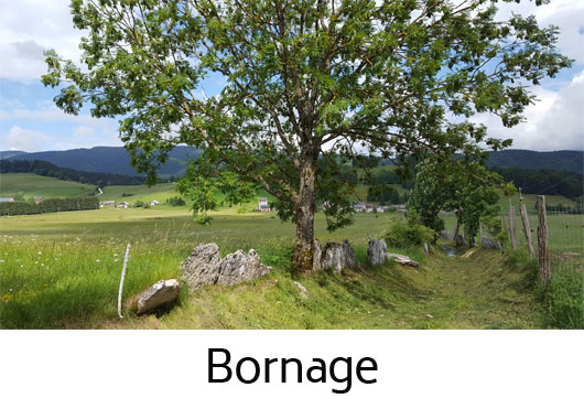 Bornage